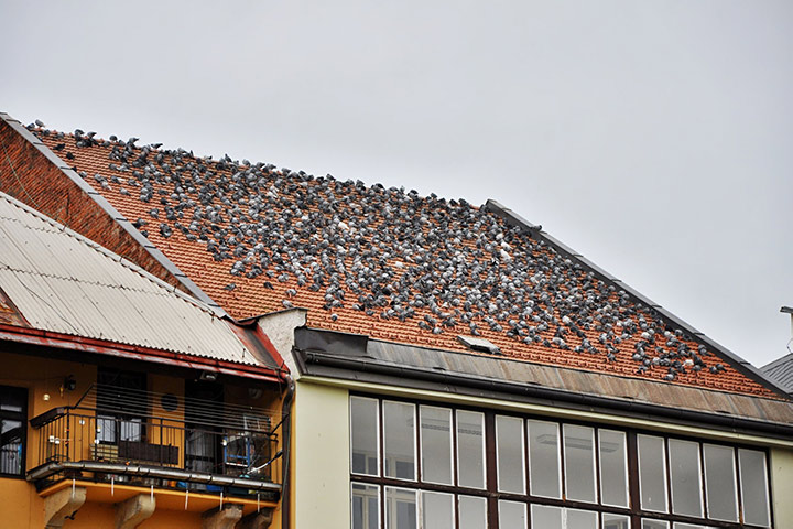 A2B Pest Control are able to install spikes to deter birds from roofs in Taunton. 
