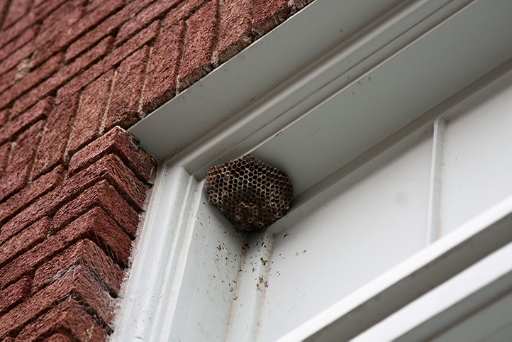 We provide a wasp nest removal service for domestic and commercial properties in Taunton.